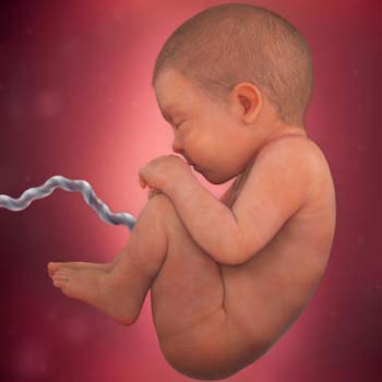 آیا تعیین جنسیت جنین قبل از بارداری امکان پذیر است؟