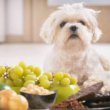 غذاهای بی خطر برای سگ